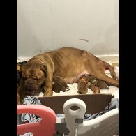 Dogue De Bordeaux - Both