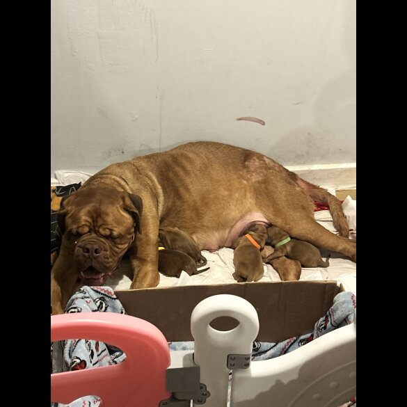 Dogue De Bordeaux - Both
