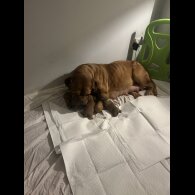 Dogue De Bordeaux - Both