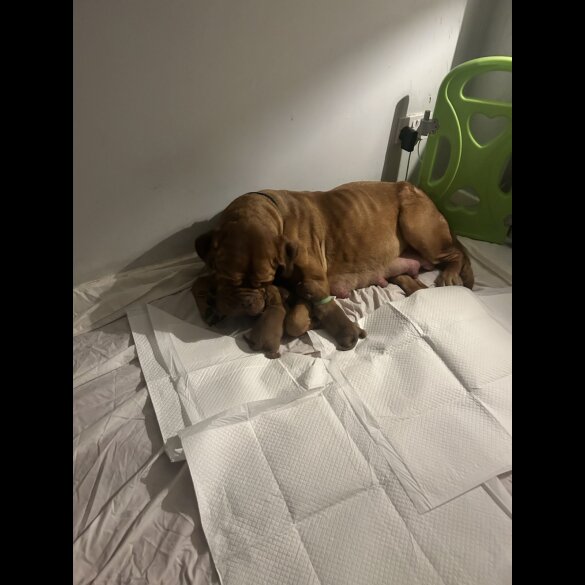 Dogue De Bordeaux - Both