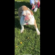 Dorset Olde Tyme Bulldogge - Both