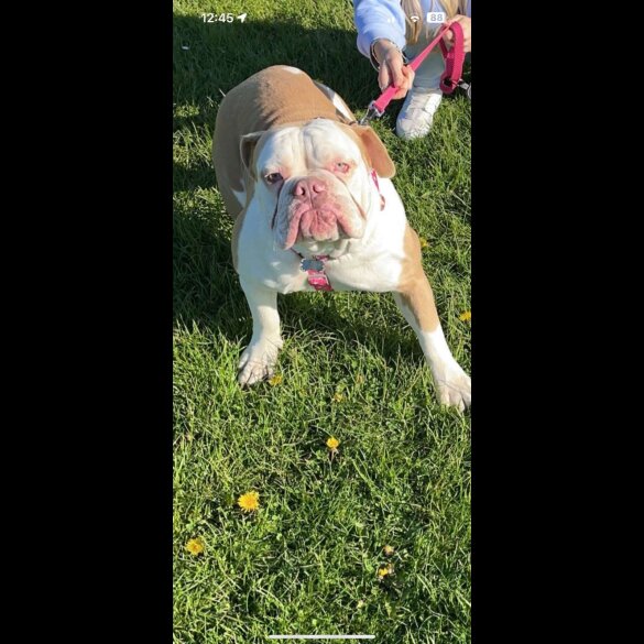 Dorset Olde Tyme Bulldogge - Both