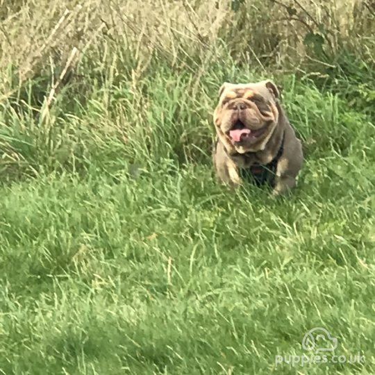 English Bulldog