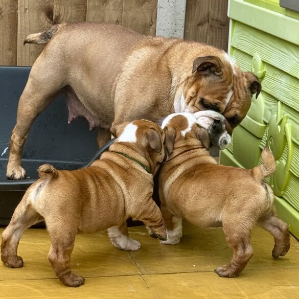 English Bulldog - Dogs