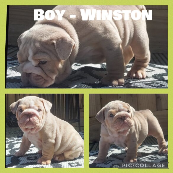English Bulldog - Both