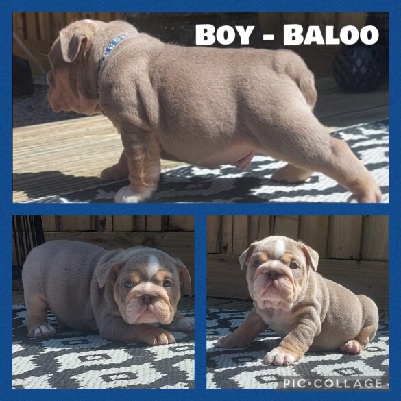 English Bulldog - Both