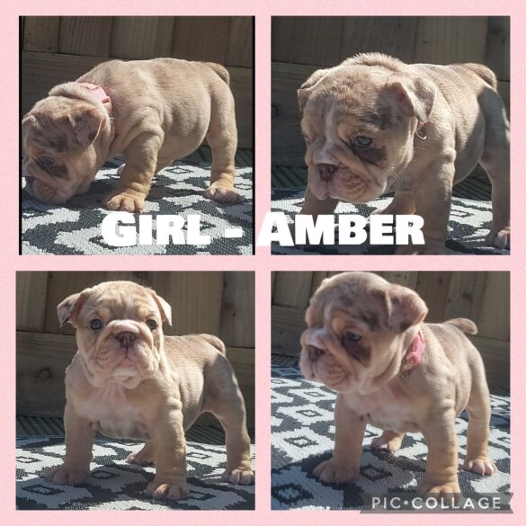 English Bulldog - Both