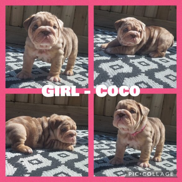 English Bulldog - Both