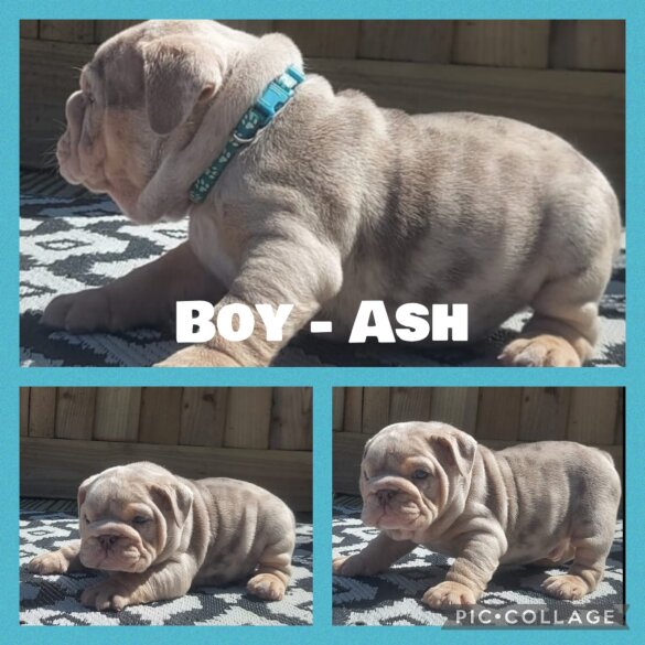 English Bulldog - Both