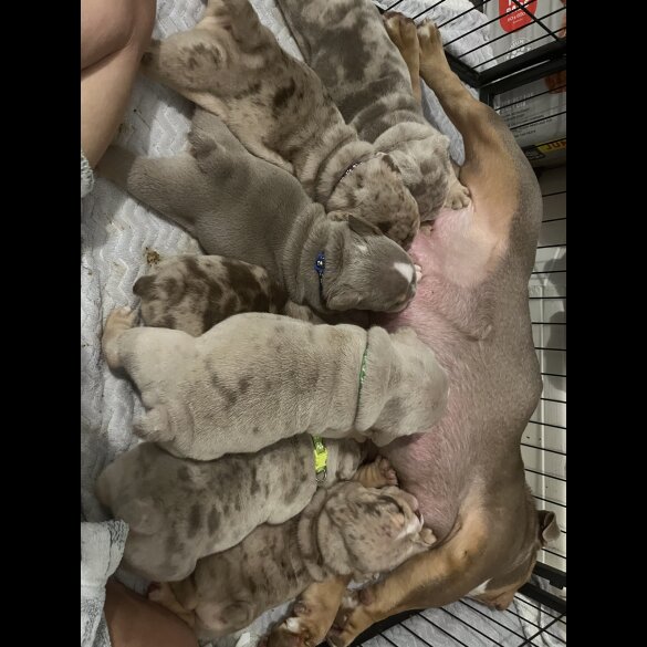 English Bulldog - Both