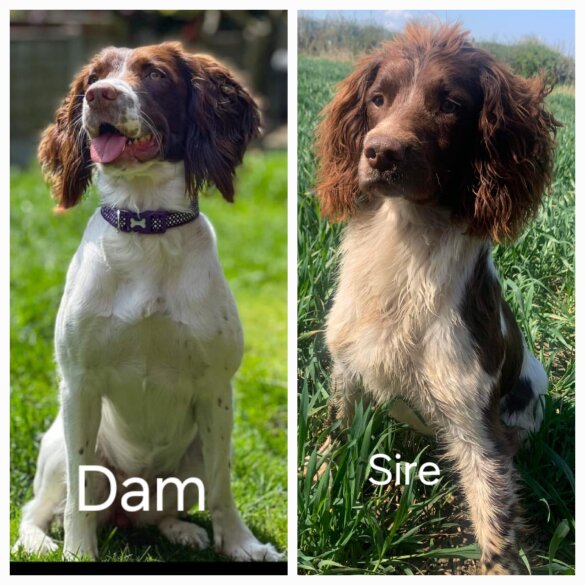 English Springer Spaniel - Both