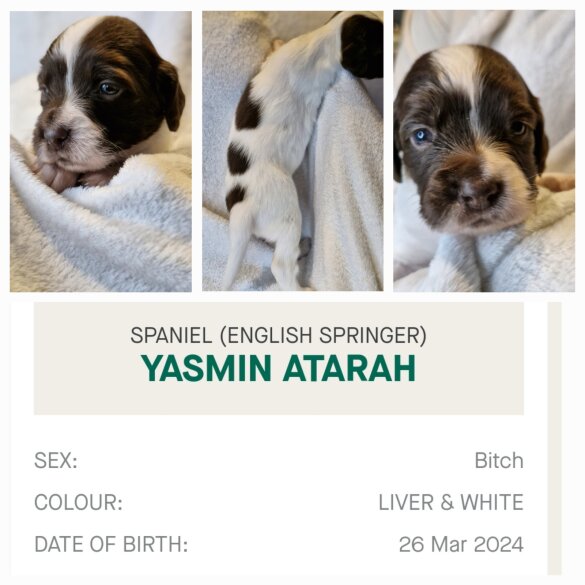 English Springer Spaniel - Both
