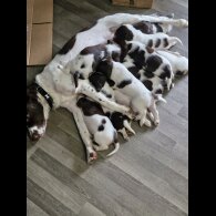 English Springer Spaniel - Both