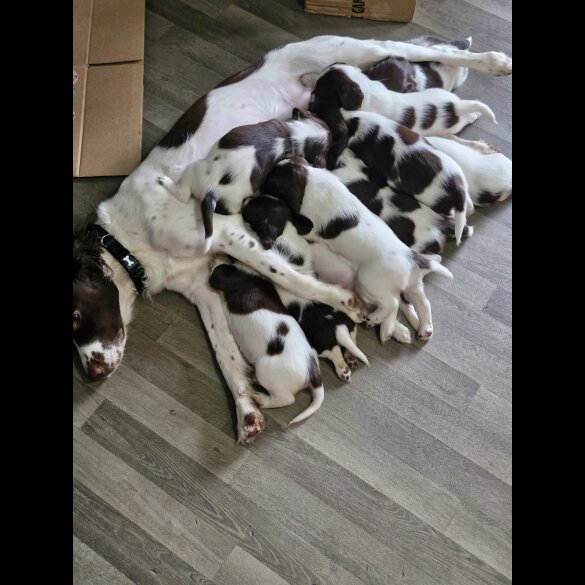 English Springer Spaniel - Both