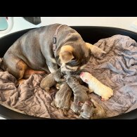 French Bulldog
