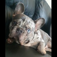 French Bulldog - Both