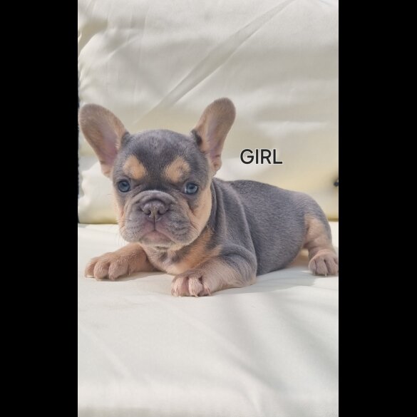 French Bulldog - Both