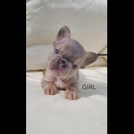 French Bulldog - Both