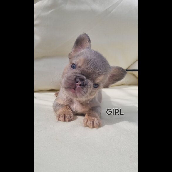 French Bulldog - Both