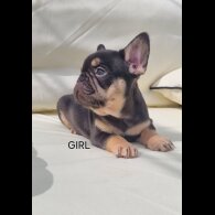 French Bulldog - Both