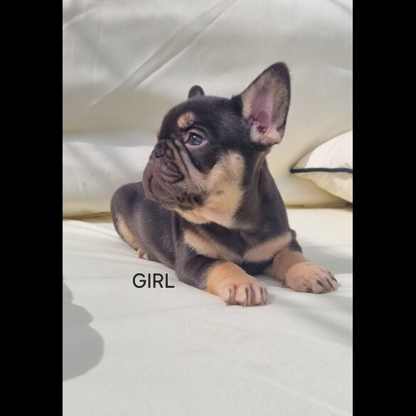 French Bulldog - Both