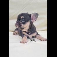 French Bulldog - Both