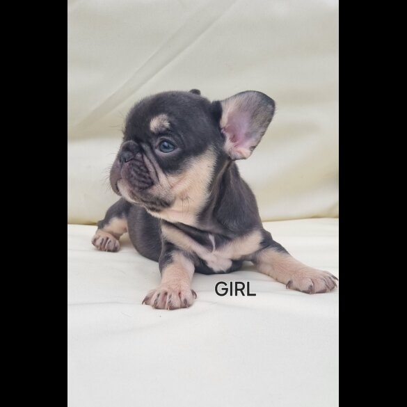 French Bulldog - Both