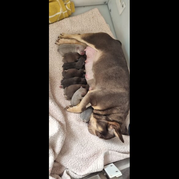 French Bulldog - Both