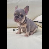 French Bulldog - Both