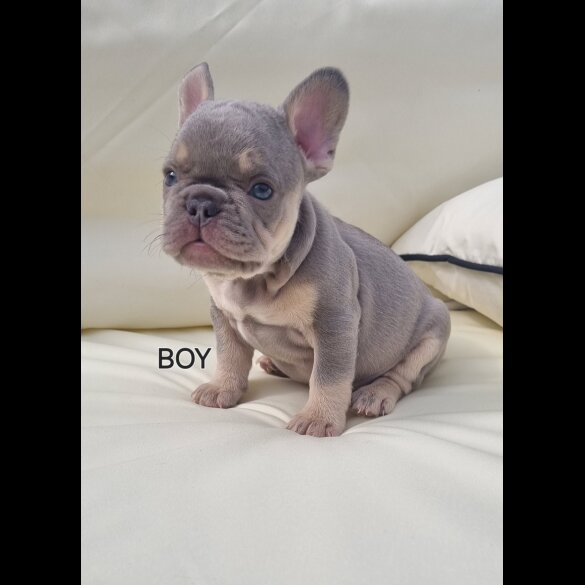 French Bulldog - Both