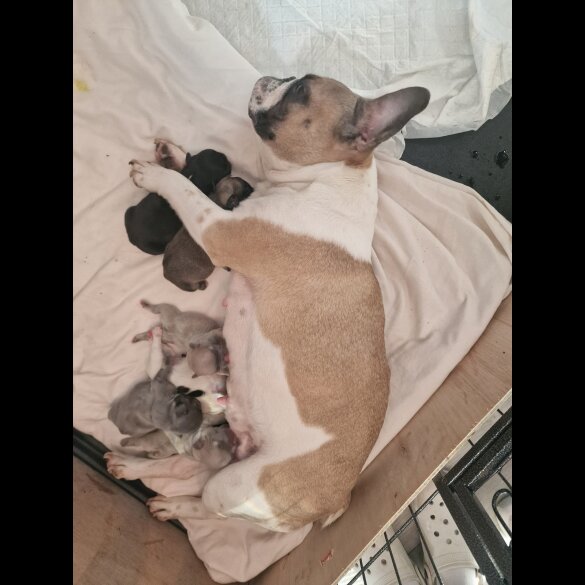 French Bulldog - Both