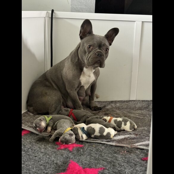 French Bulldog - Both