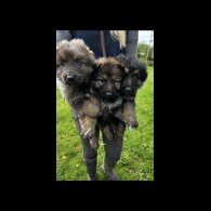 German Shepherd (Alsatian) - Both