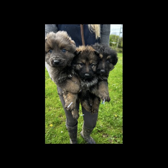 German Shepherd (Alsatian) - Both
