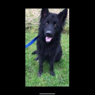 German Shepherd (Alsatian) - Both