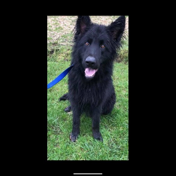 German Shepherd (Alsatian) - Both
