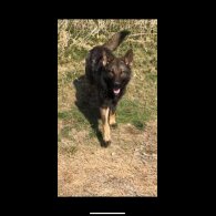 German Shepherd (Alsatian) - Both