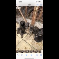 German Shepherd (Alsatian) - Both