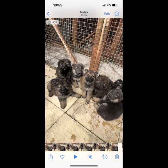 German Shepherd (Alsatian) - Both
