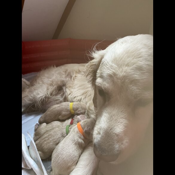 Golden Retriever - Both
