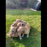 Golden Retriever - Both