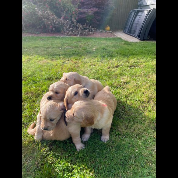 Golden Retriever - Both