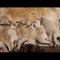 Golden Retriever - Both