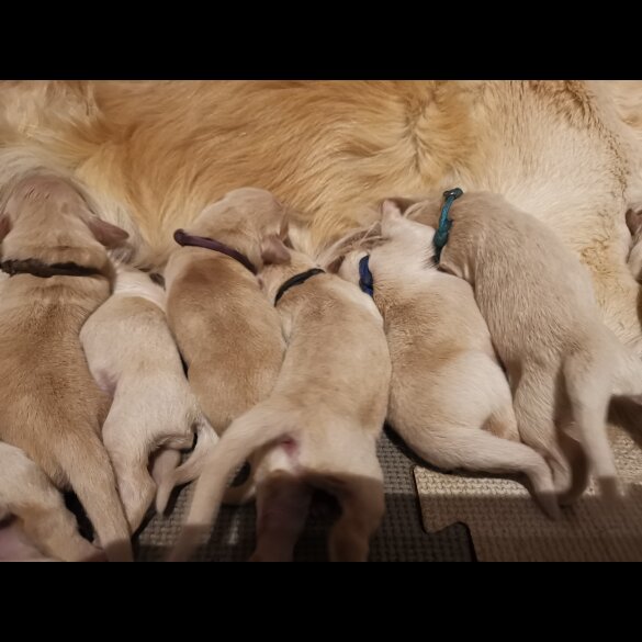 Golden Retriever - Both
