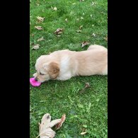 Golden Retriever - Both