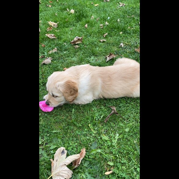 Golden Retriever - Both
