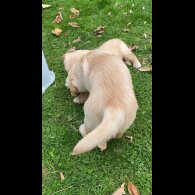Golden Retriever - Both