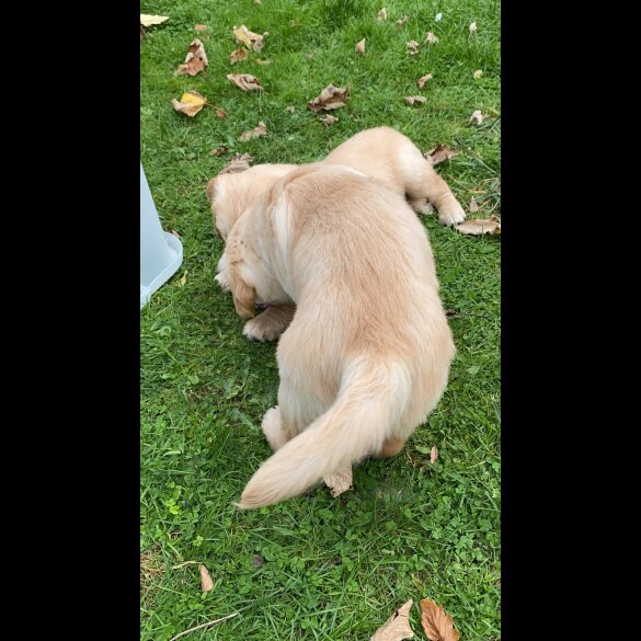 Golden Retriever - Both