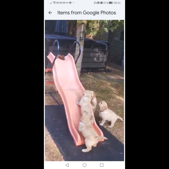 Golden Retriever - Both