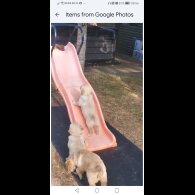 Golden Retriever - Both